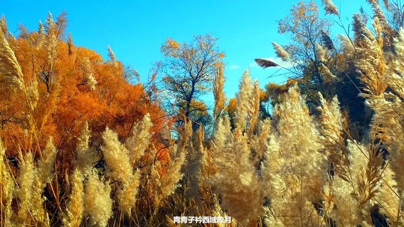 乌尔禾胡杨 <wbr>魔鬼城旁那位金光琉璃的西域天使