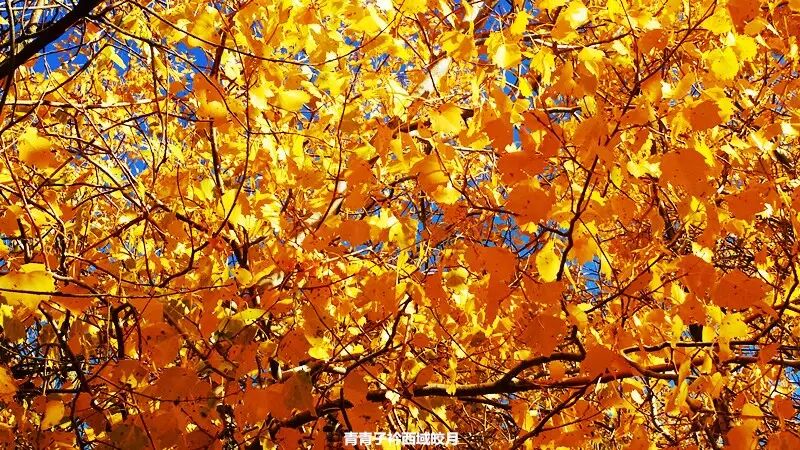 乌尔禾胡杨 <wbr>魔鬼城旁那位金光琉璃的西域天使