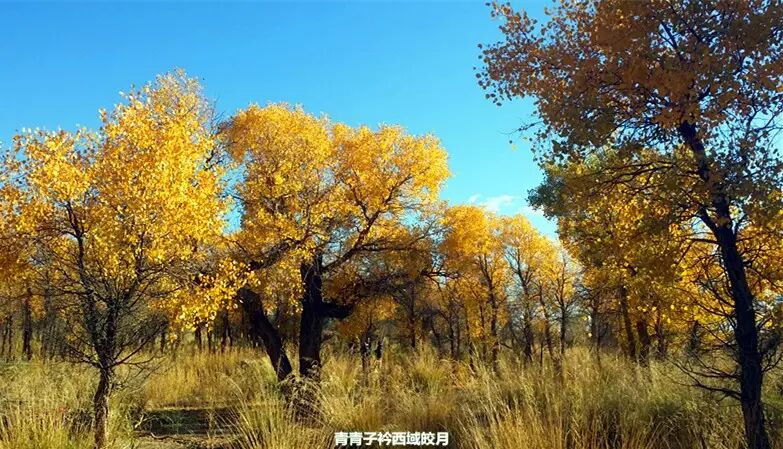 乌尔禾胡杨 <wbr>魔鬼城旁那位金光琉璃的西域天使