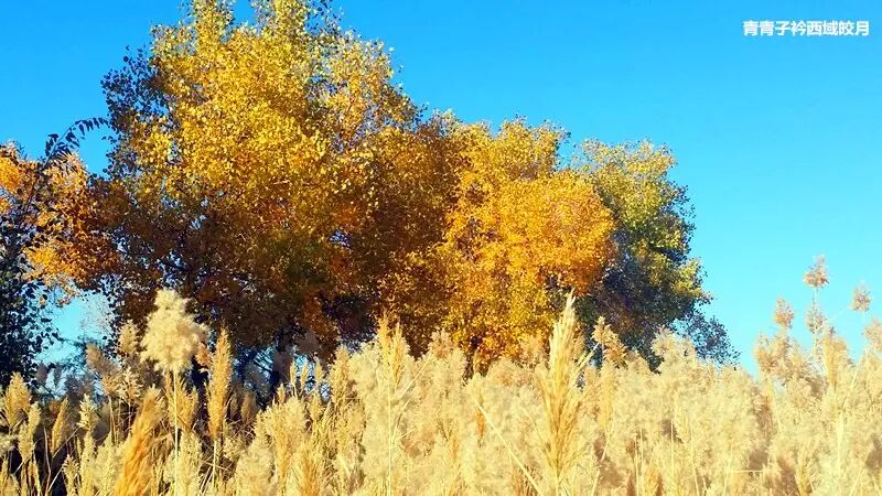 乌尔禾胡杨 <wbr>魔鬼城旁那位金光琉璃的西域天使