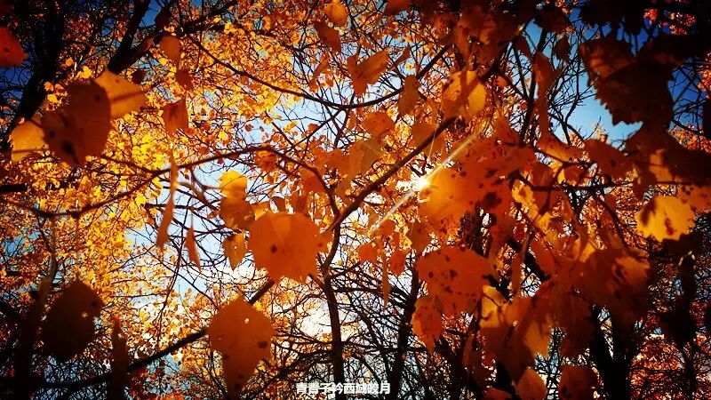 乌尔禾胡杨 <wbr>魔鬼城旁那位金光琉璃的西域天使