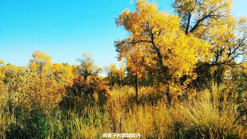 乌尔禾胡杨 <wbr>魔鬼城旁那位金光琉璃的西域天使