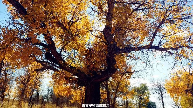 乌尔禾胡杨 <wbr>魔鬼城旁那位金光琉璃的西域天使