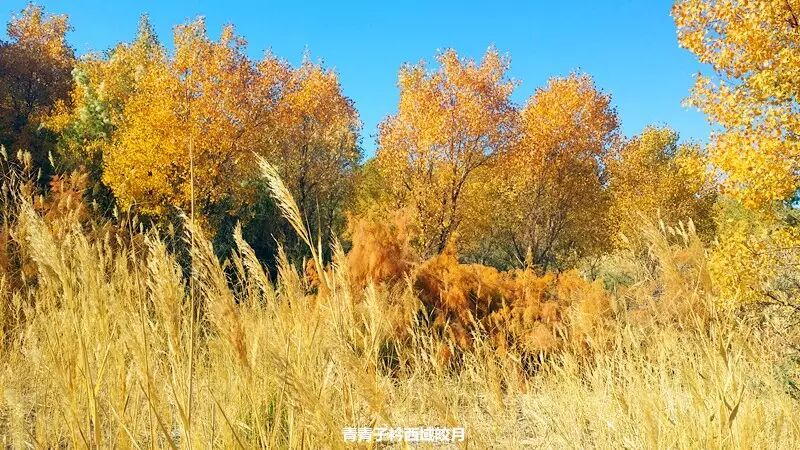 乌尔禾胡杨 <wbr>魔鬼城旁那位金光琉璃的西域天使