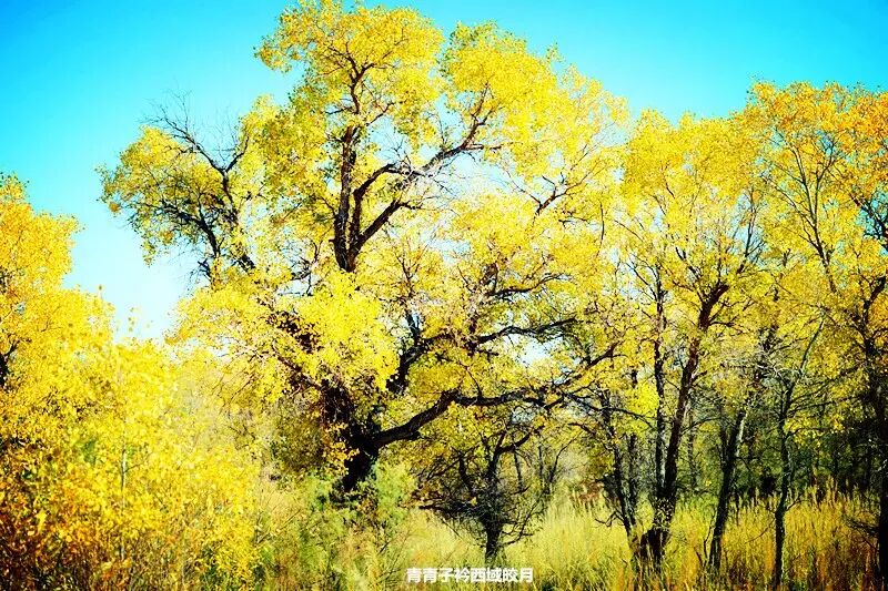 乌尔禾胡杨 <wbr>魔鬼城旁那位金光琉璃的西域天使