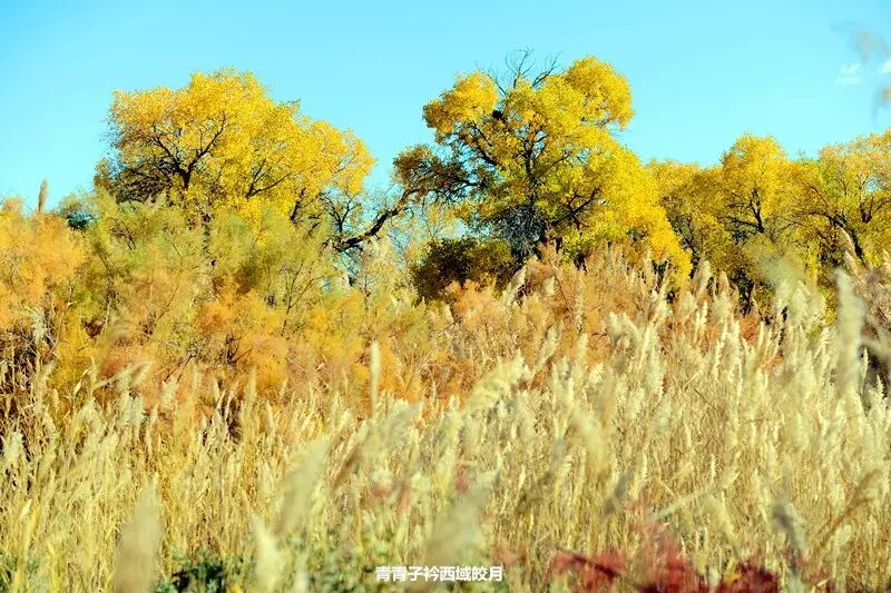 乌尔禾胡杨 <wbr>魔鬼城旁那位金光琉璃的西域天使