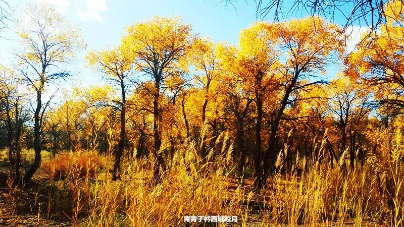 乌尔禾胡杨 <wbr>魔鬼城旁那位金光琉璃的西域天使