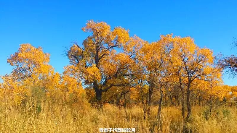 乌尔禾胡杨 <wbr>魔鬼城旁那位金光琉璃的西域天使