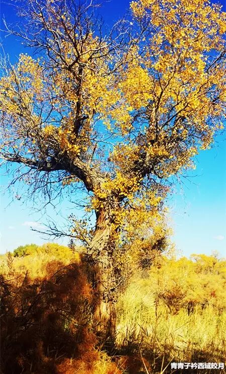 乌尔禾胡杨 <wbr>魔鬼城旁那位金光琉璃的西域天使