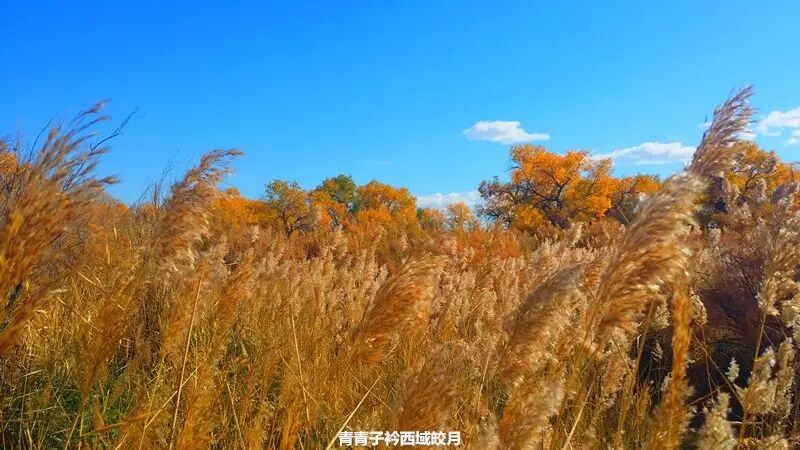 乌尔禾胡杨 <wbr>魔鬼城旁那位金光琉璃的西域天使