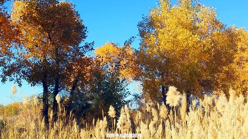 乌尔禾胡杨 <wbr>魔鬼城旁那位金光琉璃的西域天使