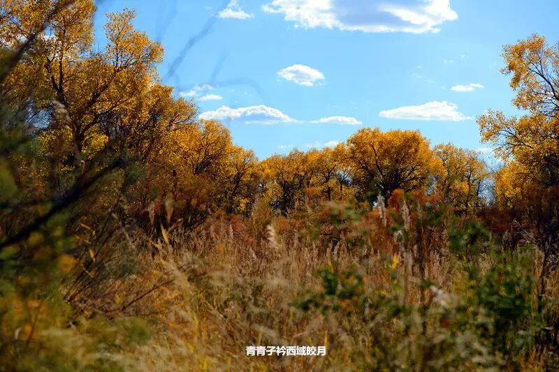 乌尔禾胡杨 <wbr>魔鬼城旁那位金光琉璃的西域天使