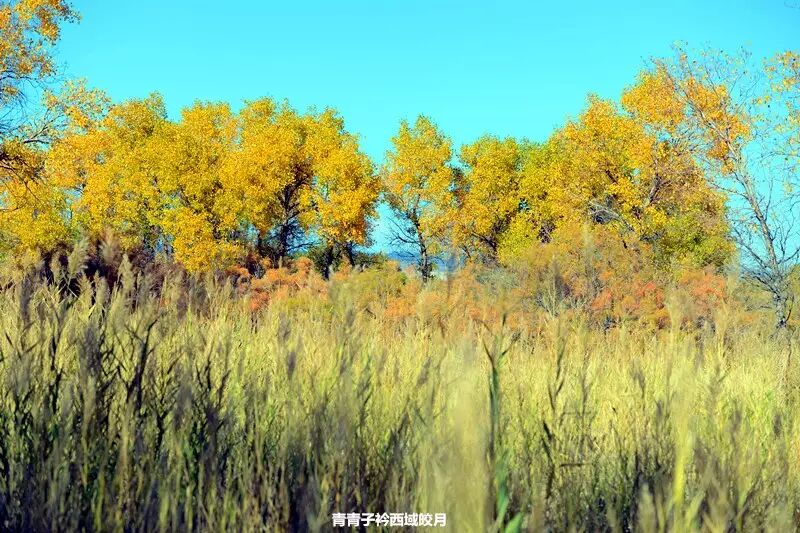 乌尔禾胡杨 <wbr>魔鬼城旁那位金光琉璃的西域天使