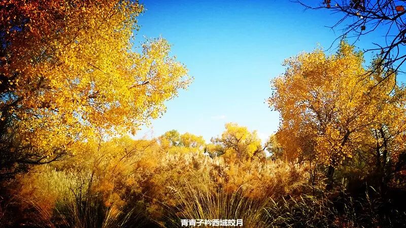 乌尔禾胡杨 <wbr>魔鬼城旁那位金光琉璃的西域天使