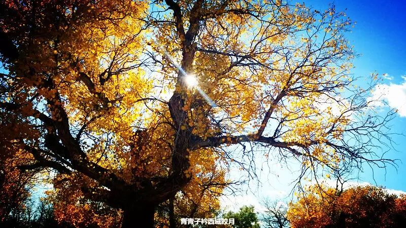 乌尔禾胡杨 <wbr>魔鬼城旁那位金光琉璃的西域天使