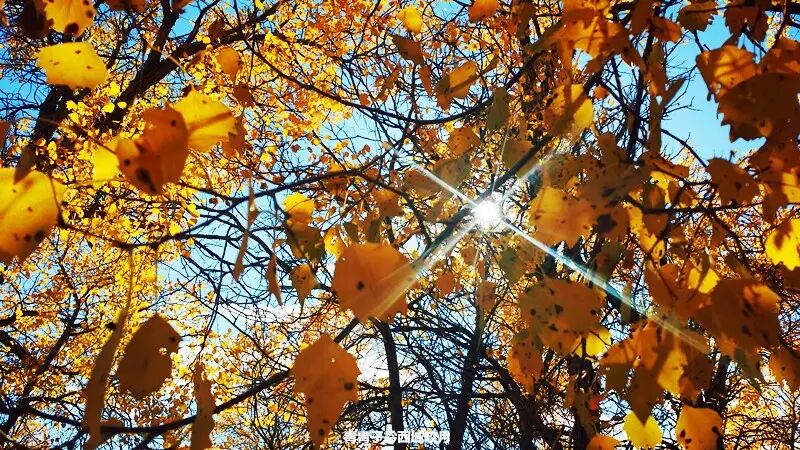 乌尔禾胡杨 <wbr>魔鬼城旁那位金光琉璃的西域天使