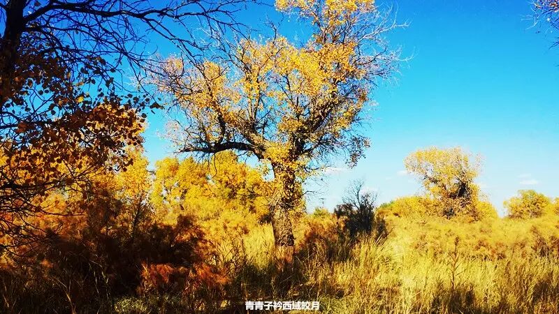 乌尔禾胡杨 <wbr>魔鬼城旁那位金光琉璃的西域天使