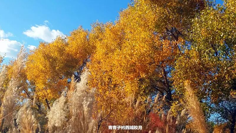 乌尔禾胡杨 <wbr>魔鬼城旁那位金光琉璃的西域天使