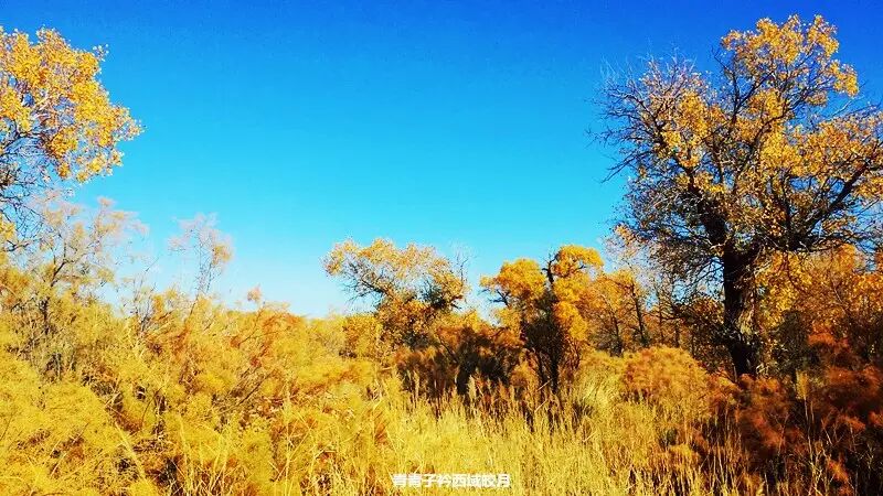 乌尔禾胡杨 <wbr>魔鬼城旁那位金光琉璃的西域天使