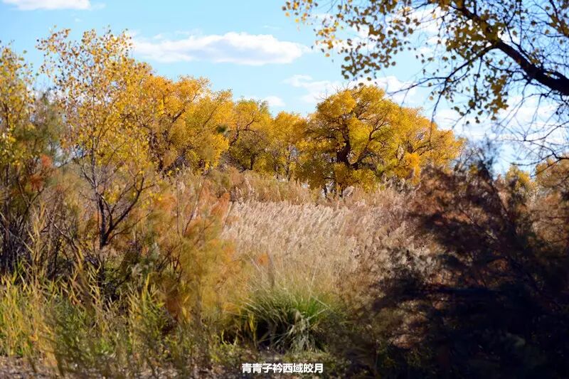 乌尔禾胡杨 <wbr>魔鬼城旁那位金光琉璃的西域天使