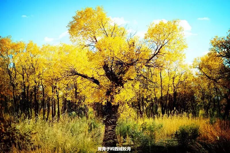 乌尔禾胡杨 <wbr>魔鬼城旁那位金光琉璃的西域天使