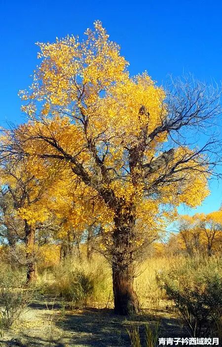 乌尔禾胡杨 <wbr>魔鬼城旁那位金光琉璃的西域天使