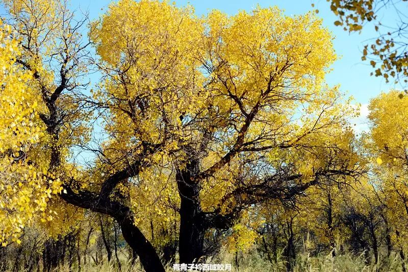 乌尔禾胡杨 <wbr>魔鬼城旁那位金光琉璃的西域天使