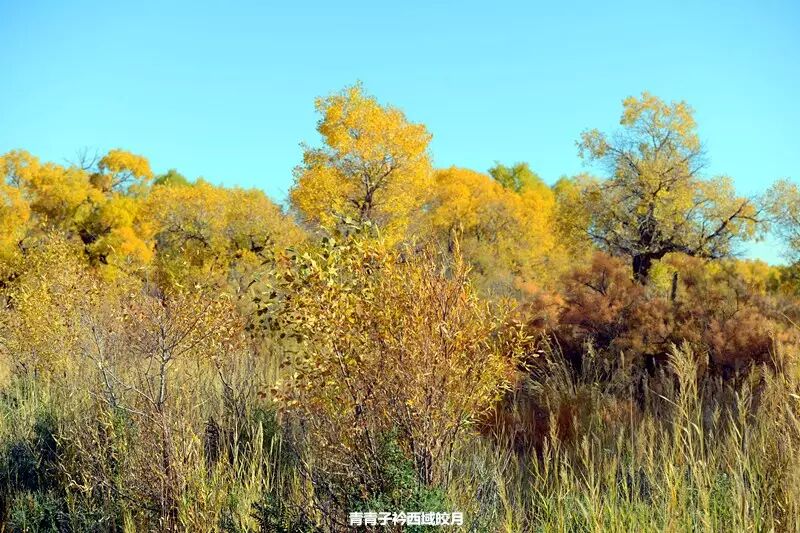 乌尔禾胡杨 <wbr>魔鬼城旁那位金光琉璃的西域天使