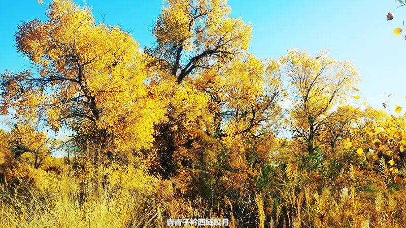 乌尔禾胡杨 <wbr>魔鬼城旁那位金光琉璃的西域天使