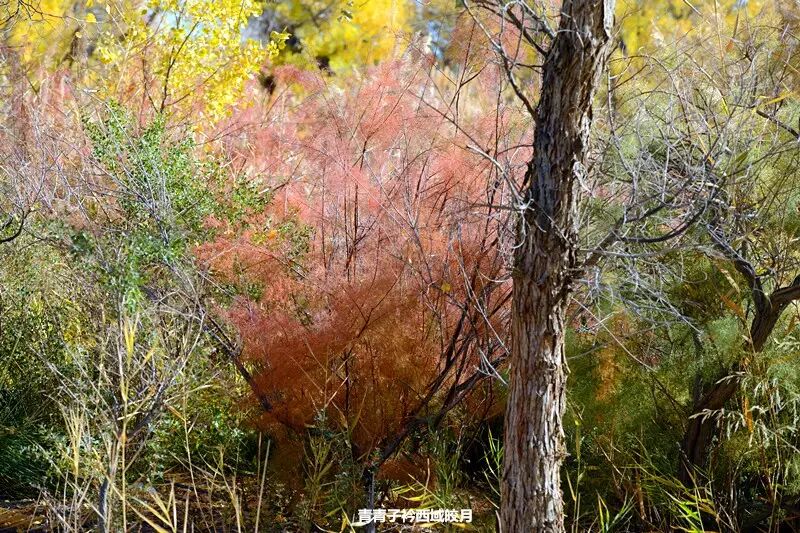 乌尔禾胡杨 <wbr>魔鬼城旁那位金光琉璃的西域天使