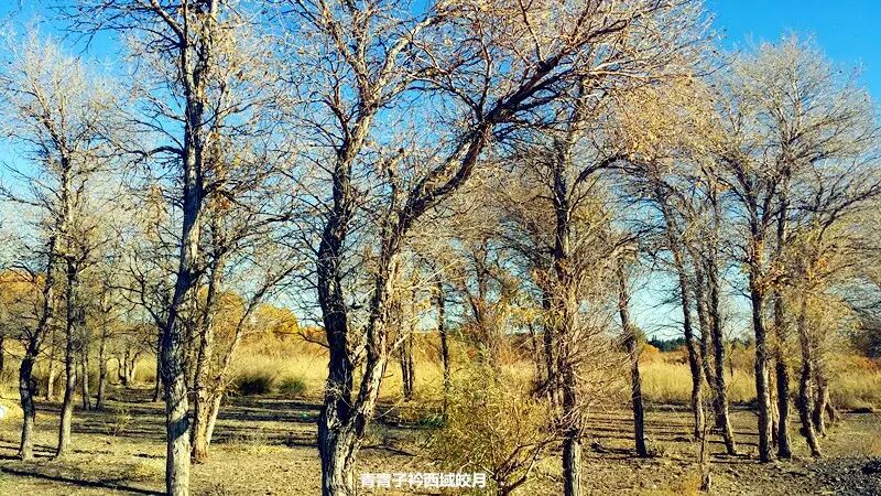 乌尔禾胡杨 <wbr>魔鬼城旁那位金光琉璃的西域天使