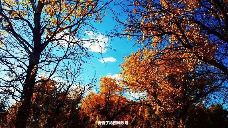 乌尔禾胡杨 <wbr>魔鬼城旁那位金光琉璃的西域天使