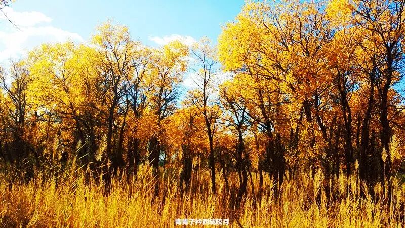 乌尔禾胡杨 <wbr>魔鬼城旁那位金光琉璃的西域天使