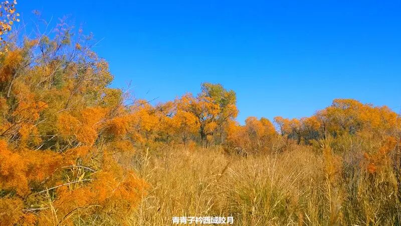 乌尔禾胡杨 <wbr>魔鬼城旁那位金光琉璃的西域天使
