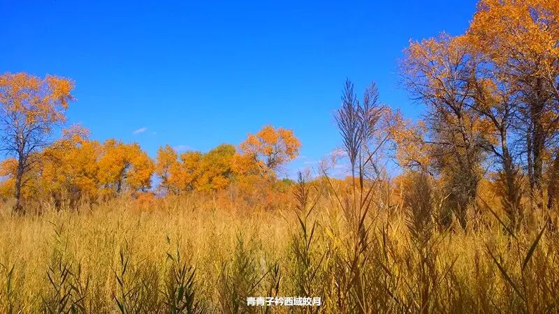 乌尔禾胡杨 <wbr>魔鬼城旁那位金光琉璃的西域天使