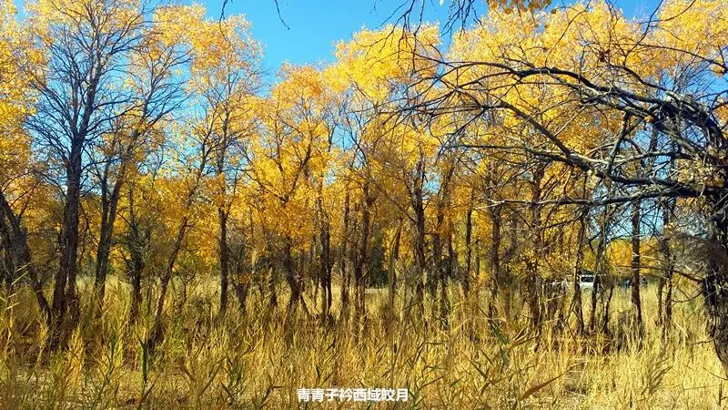 乌尔禾胡杨 <wbr>魔鬼城旁那位金光琉璃的西域天使