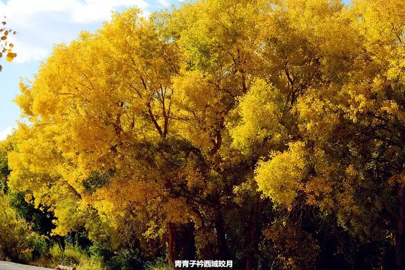 乌尔禾胡杨 <wbr>魔鬼城旁那位金光琉璃的西域天使