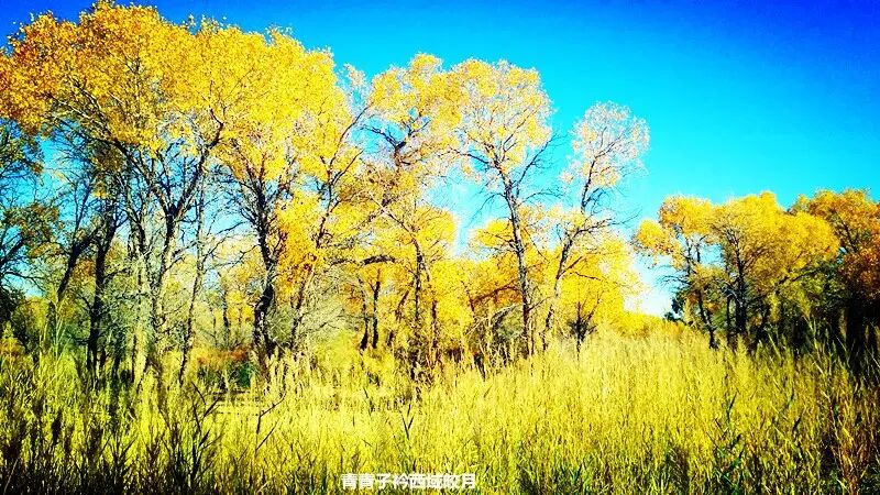 乌尔禾胡杨 <wbr>魔鬼城旁那位金光琉璃的西域天使