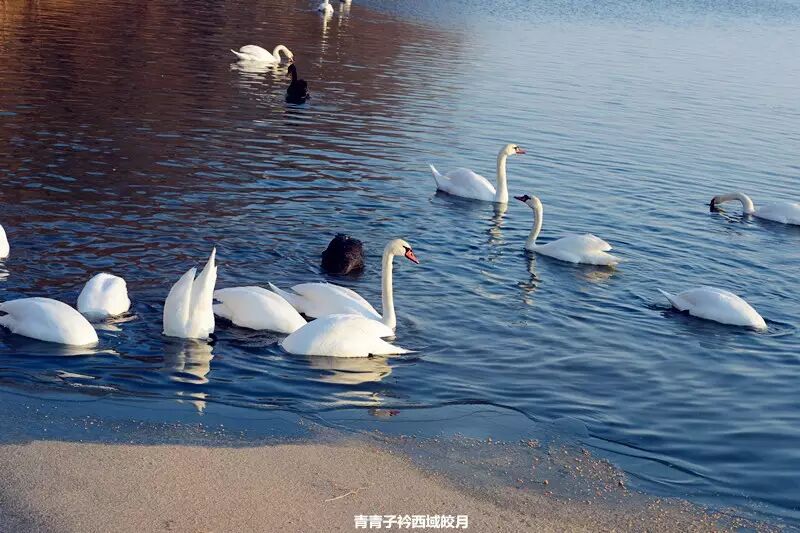 冬日来塞外江南看水上精灵 <wbr>英塔木天鹅湖