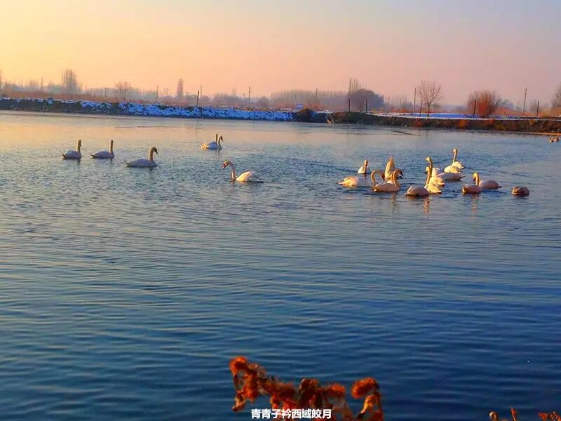 冬日来塞外江南看水上精灵 <wbr>英塔木天鹅湖