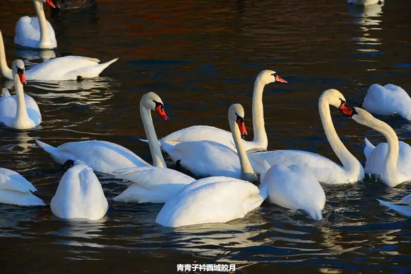 冬日来塞外江南看水上精灵 <wbr>英塔木天鹅湖