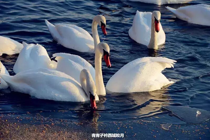 冬日来塞外江南看水上精灵 <wbr>英塔木天鹅湖