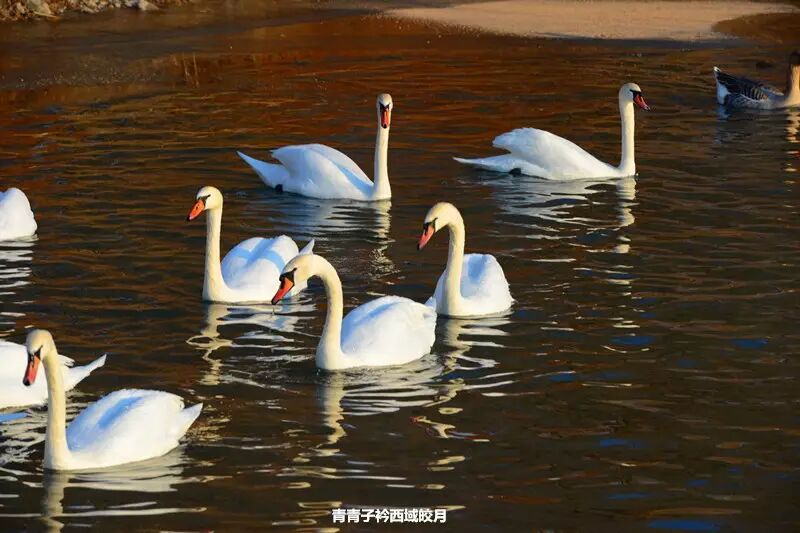 冬日来塞外江南看水上精灵 <wbr>英塔木天鹅湖