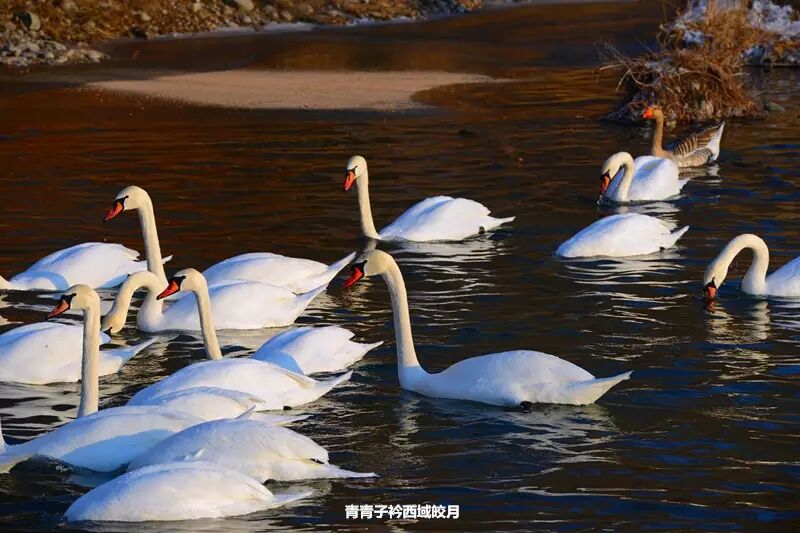 冬日来塞外江南看水上精灵 <wbr>英塔木天鹅湖