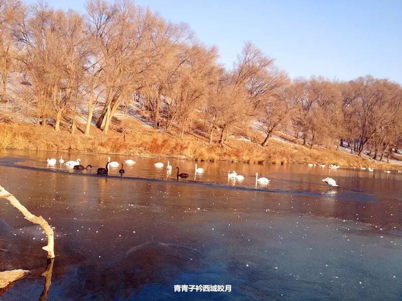 冬日来塞外江南看水上精灵 <wbr>英塔木天鹅湖