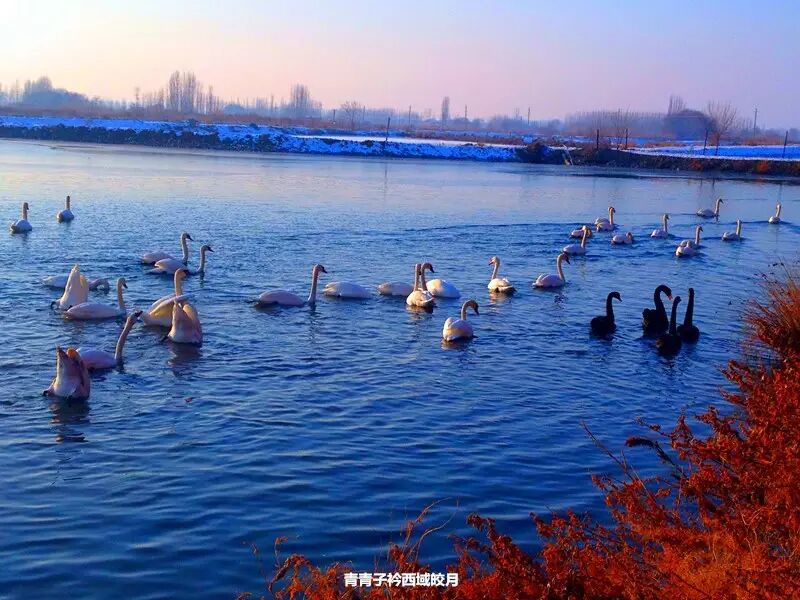 冬日来塞外江南看水上精灵 <wbr>英塔木天鹅湖