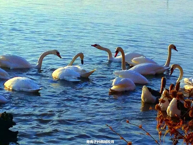 冬日来塞外江南看水上精灵 <wbr>英塔木天鹅湖