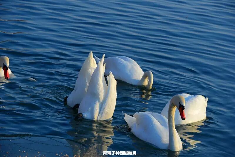 冬日来塞外江南看水上精灵 <wbr>英塔木天鹅湖