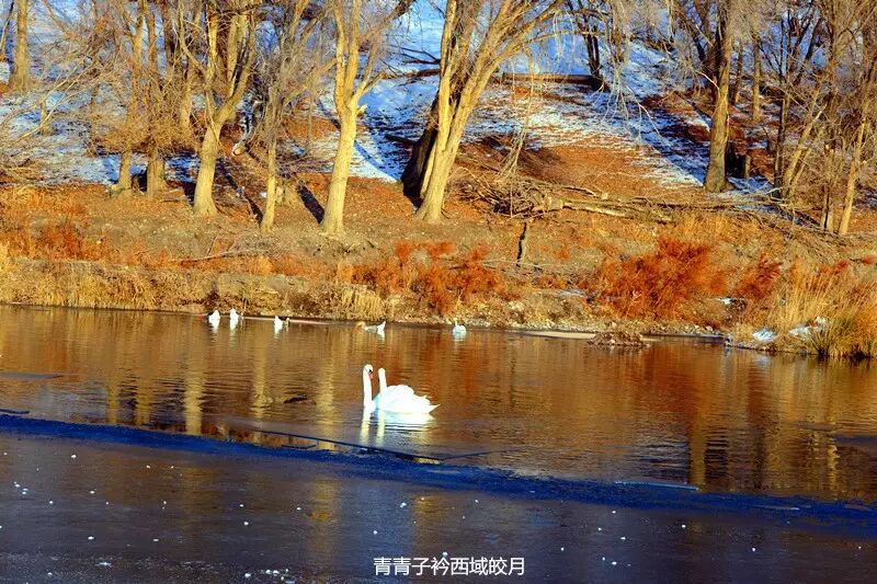 冬日来塞外江南看水上精灵 <wbr>英塔木天鹅湖
