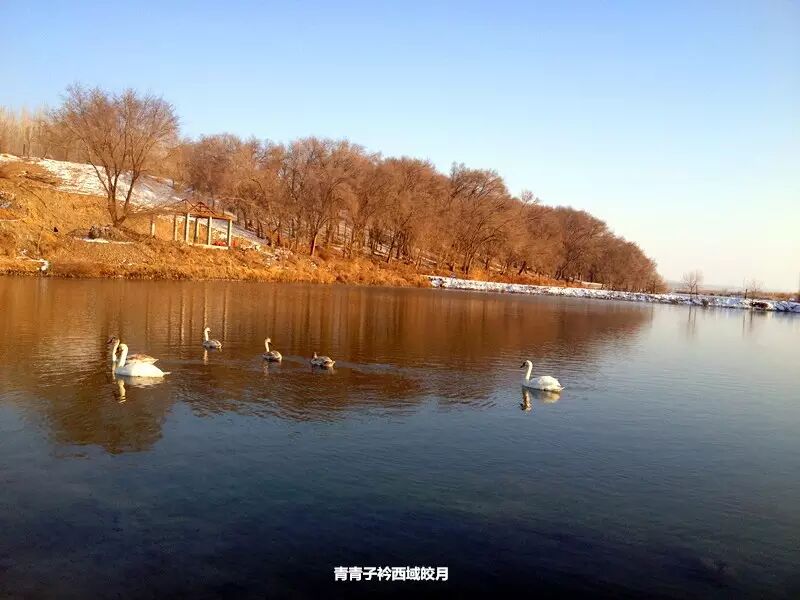 冬日来塞外江南看水上精灵 <wbr>英塔木天鹅湖